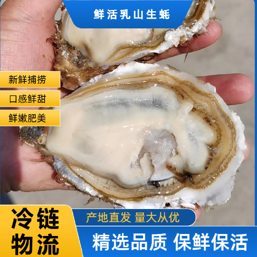 乳山市乳山生蚝  产地直发 新鲜肥美可生吃