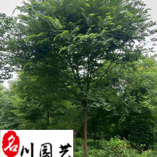 榉树批发 四川榉树种植基地直销 红榉白榉 榉树价格 树形好