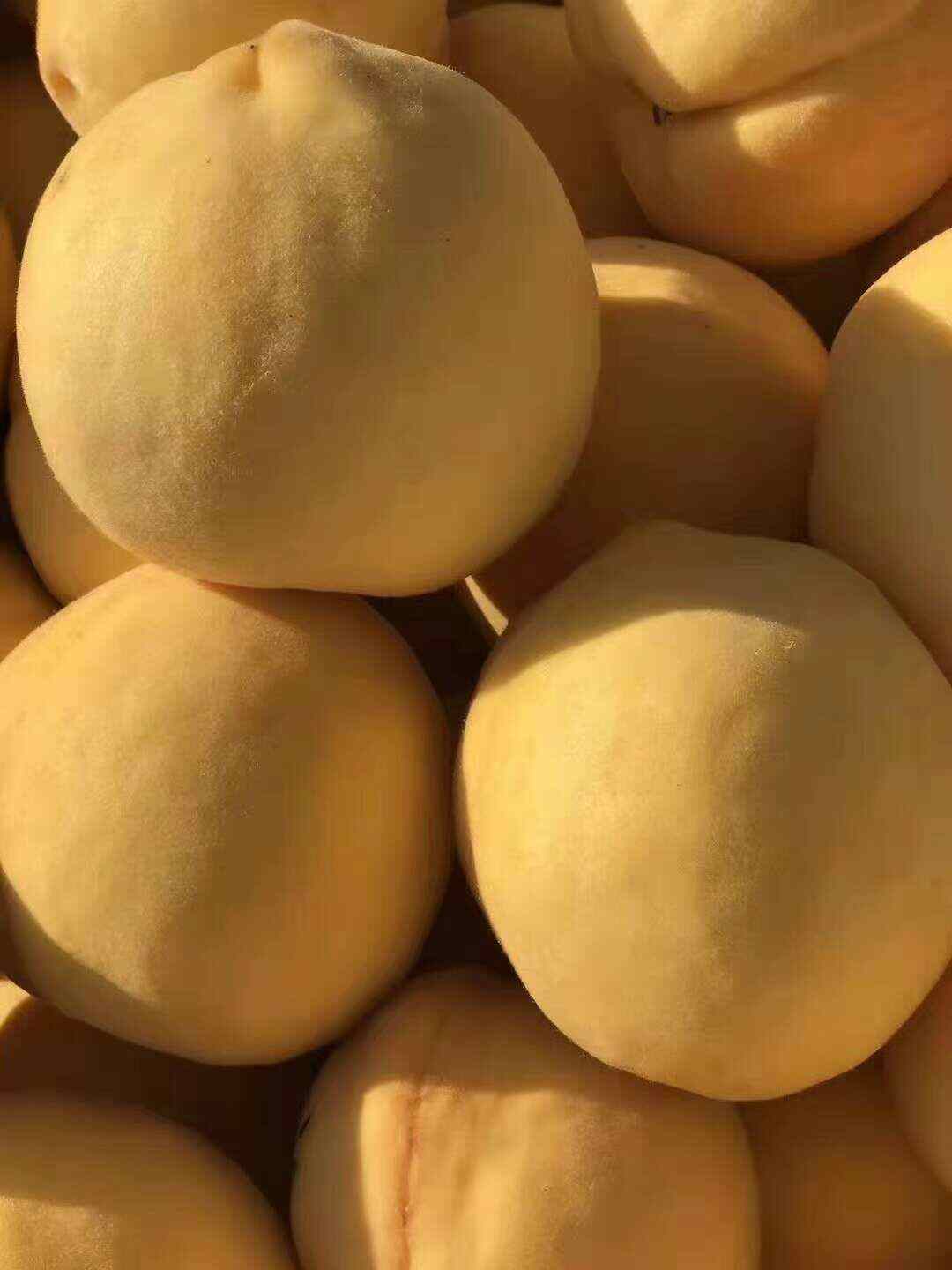 锦绣黄桃山东蒙阴锦绣黄桃 黄毛桃 露天纯甜 支持电商一件代发