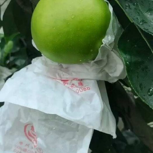 向广大水果老板们提供早期苹果梨（518）有需要的请电话联系