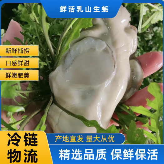 乳山市【一手货源】山东乳山牡蛎 高品质乳山生蚝 产地直发 鲜活到家
