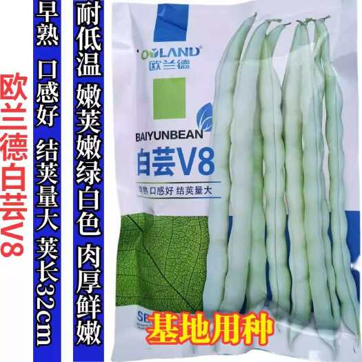 洛阳白芸V8芸豆种子 早熟 白条架豆种子 嫩荚绿白 肉厚鲜嫩