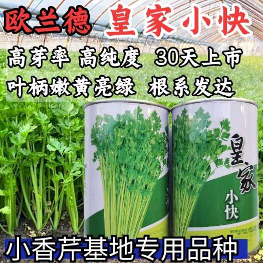洛阳皇家小快香芹种子 早熟直立 脆嫩味浓 叶柄嫩黄亮绿