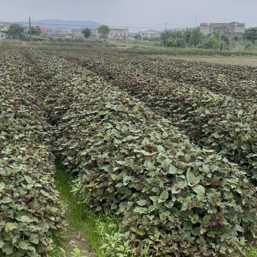 宁乡市新鲜紫苏大量上市，自产自销，可全国发货