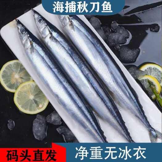 【秋刀鱼】深海秋刀鱼新鲜冷冻鲜活海鲜深海日式烧烤秋刀鱼