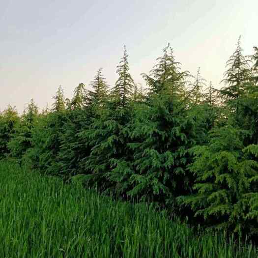 周至县陕西雪松批发基地-雪松种植苗圃供应2-8米大规格雪松
