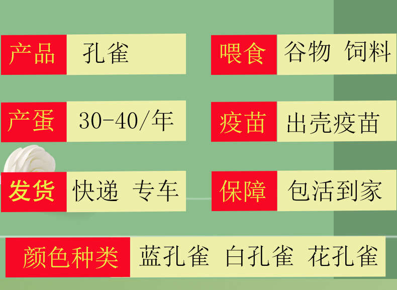 两年蓝孔雀养殖基地 商品活体 公园观赏大尾巴 生存能力强