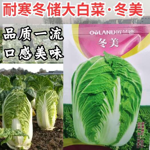 洛阳冬美大白菜种子 中晚熟 抗病耐寒 叶柄薄平 叶球短圆筒