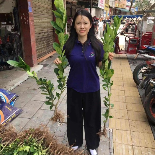 仁寿县佛手种苗，佛手收购，四季开花，三季挂果