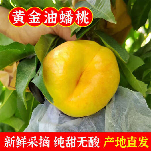 蒙阴县蒙阴紫金油蟠桃油蟠7黄金油蟠桃彩虹蟠桃3斤/5斤装一件代发