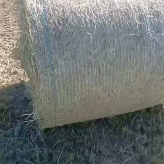 白城羊草