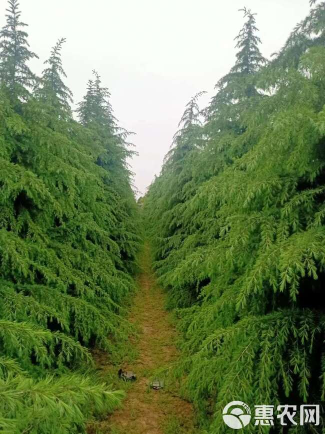 陕西雪松批发基地-雪松种植苗圃供应2-8米大规格雪松