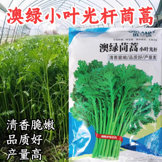 洛阳小叶光杆茼蒿菜种子 叶色翠绿 清香脆嫩 茎杆高 耐寒
