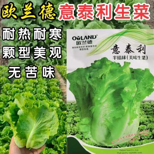 洛阳意泰利生菜种子 半结球 耐热耐湿 叶色翠绿 嫩脆爽口