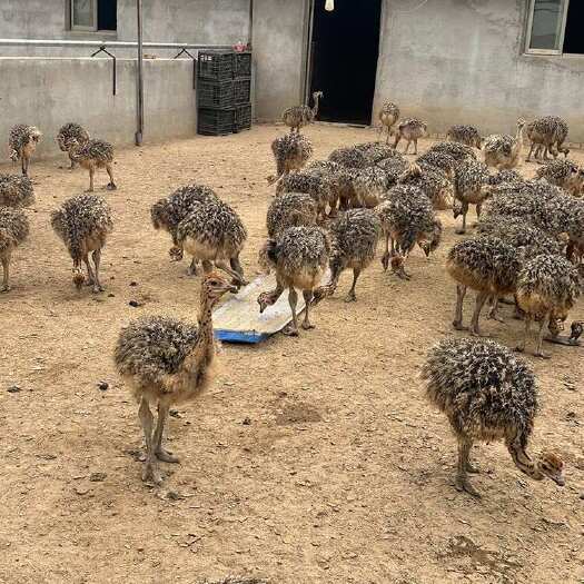 动物园拍照观赏成年鸵鸟养殖 繁殖力强疫苗齐全好饲养