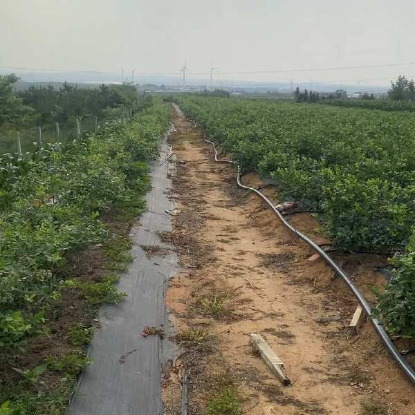 蓝莓种植基地