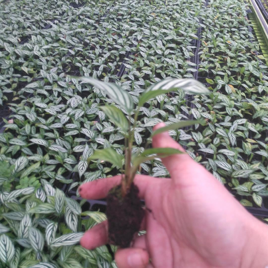 源头厂家办公居家绿植青纹竹芋组培穴盘苗园林花卉植物种苗批发