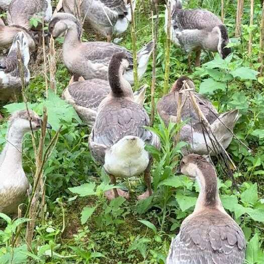 岑巩县农村自己散养