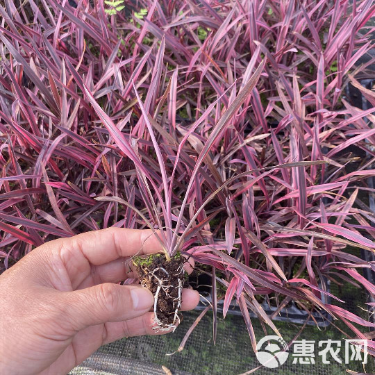 基地大量供应观赏植物 斗牛士（澳洲朱蕉）组培苗 园林花卉种苗