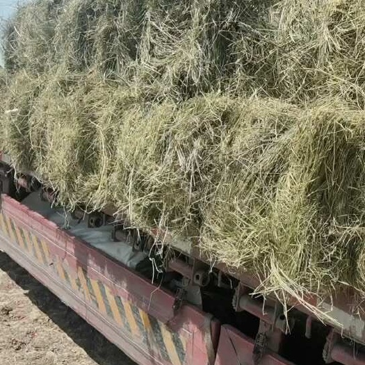 白城羊草