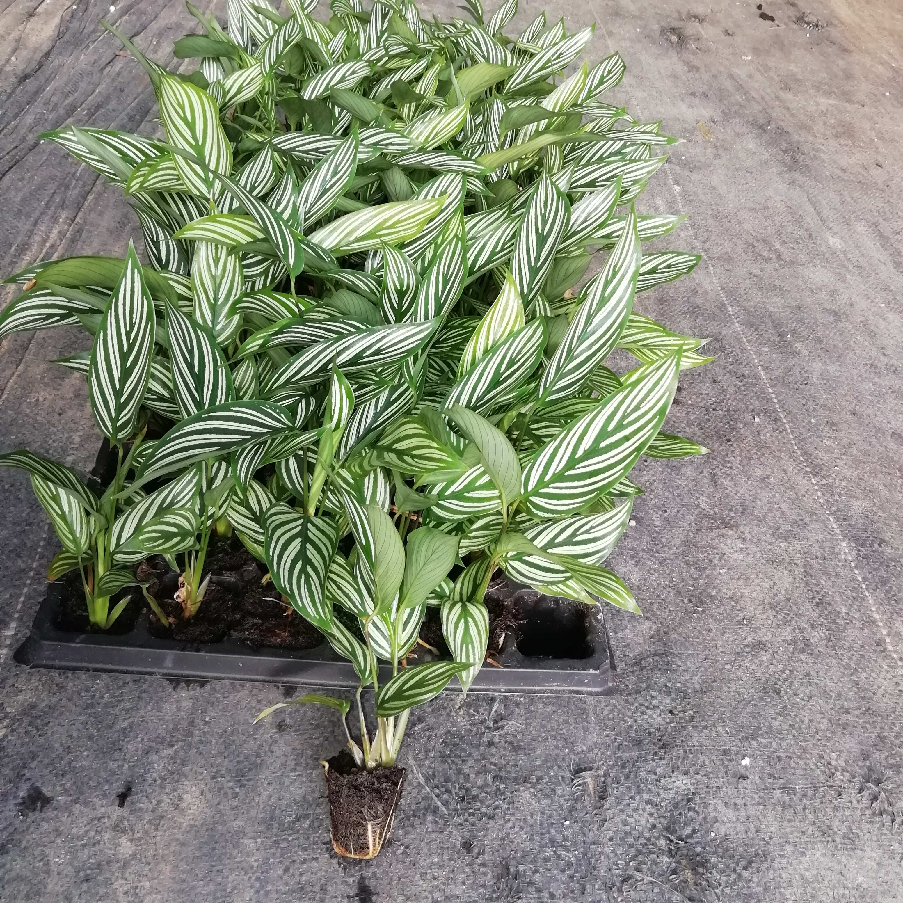 源头厂家办公居家绿植青纹竹芋组培穴盘苗园林花卉植物种苗批发