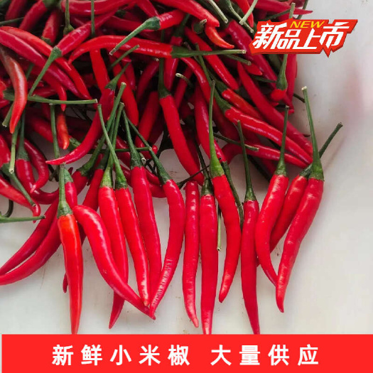 通许县【新品上市】河南小米椒 小米辣 大量上市
