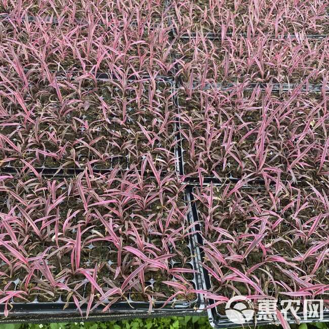 基地大量供应观赏植物 斗牛士（澳洲朱蕉）组培苗 园林花卉种苗