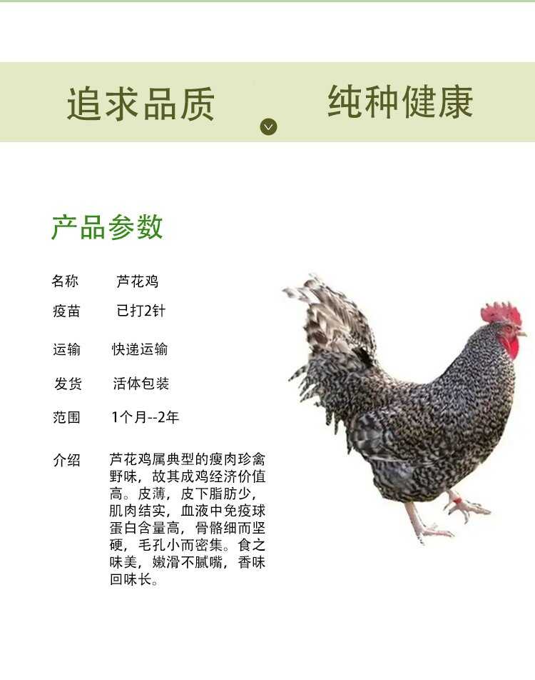 生态散养五黑鸡 饲养脱温黑羽绿壳蛋鸡 抗病力强疫苗齐全