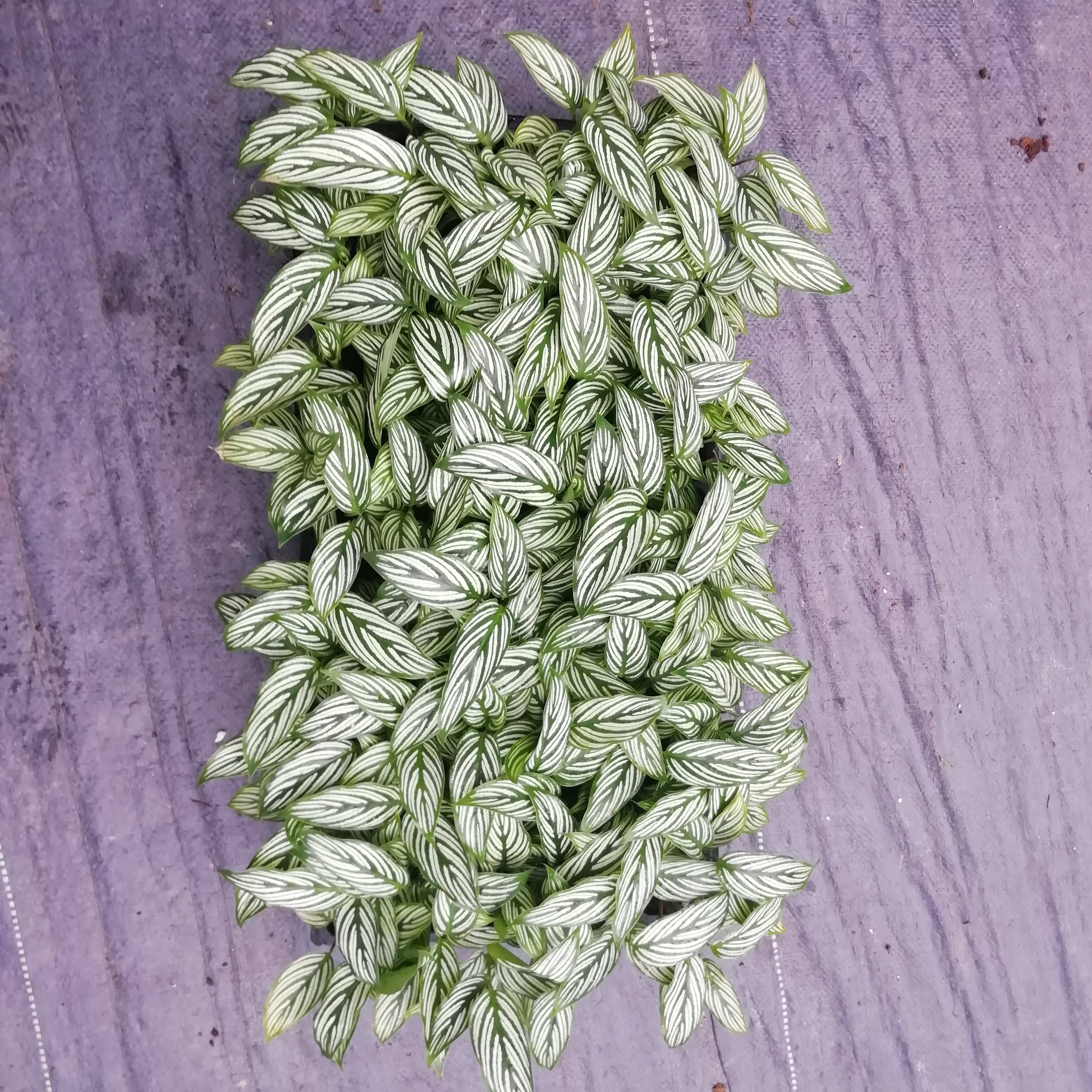 源头厂家办公居家绿植青纹竹芋组培穴盘苗园林花卉植物种苗批发