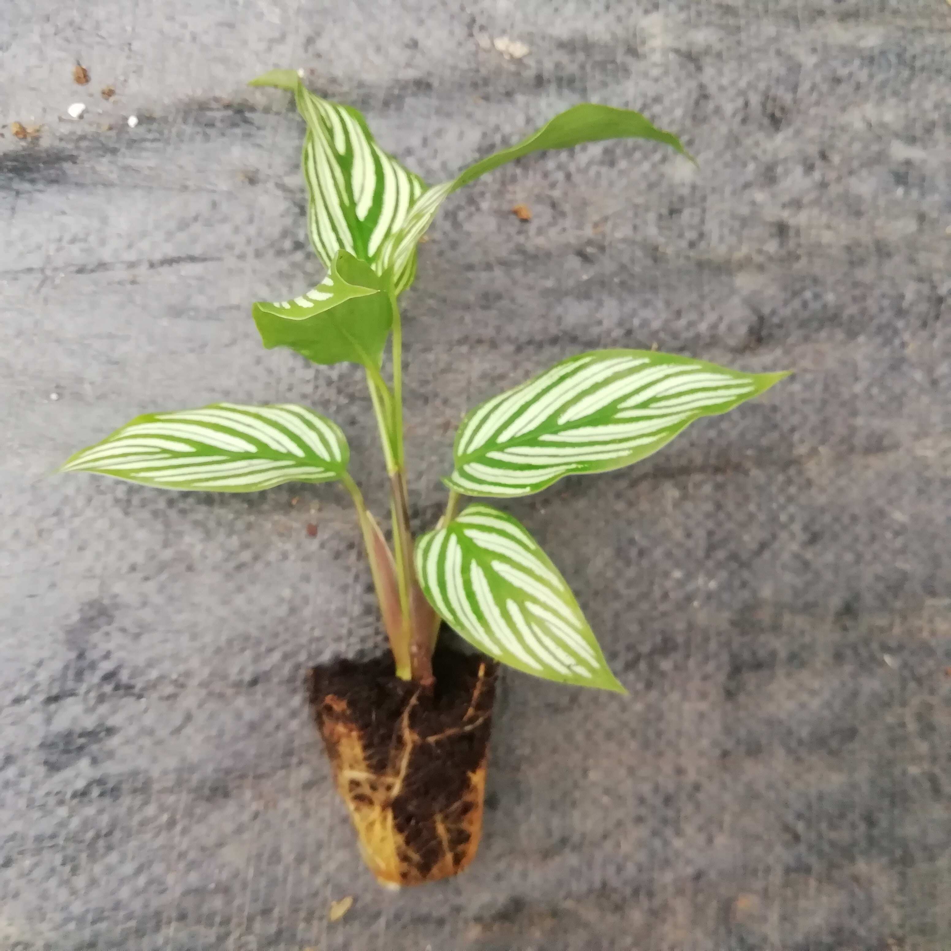 源头厂家办公居家绿植青纹竹芋组培穴盘苗园林花卉植物种苗批发