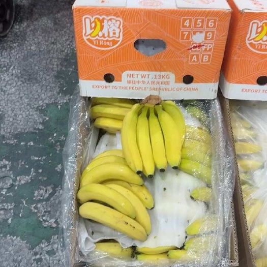 上海精品一级蕉，一级的品质二级的价格