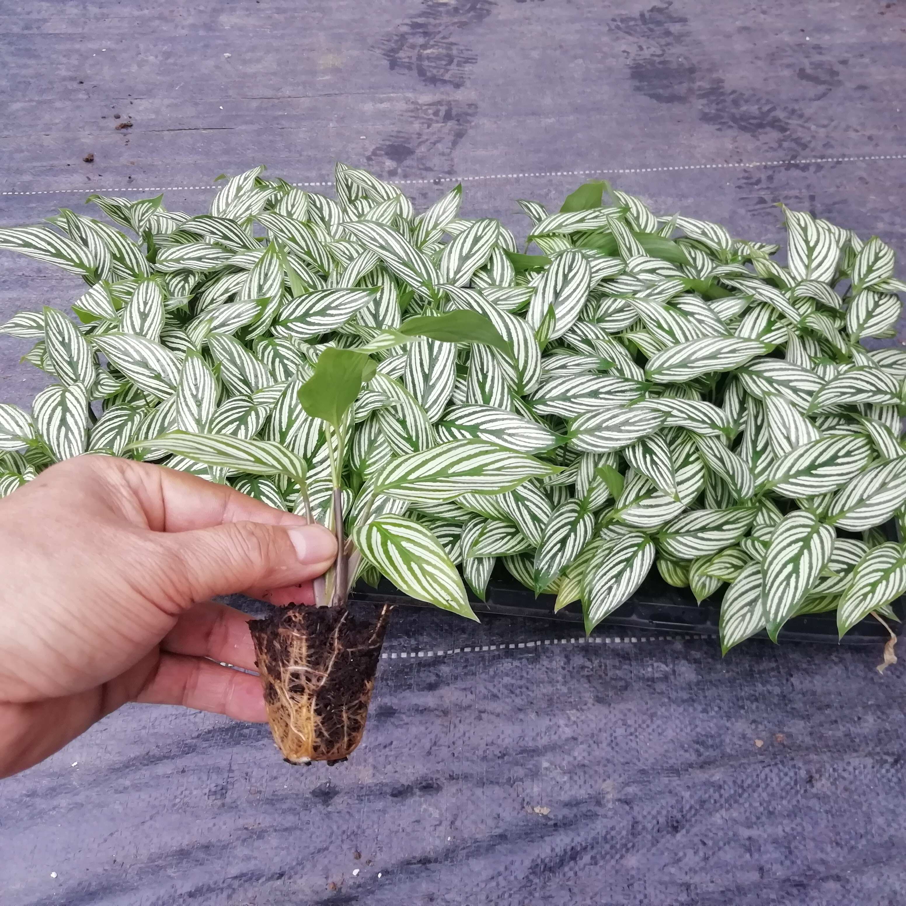源头厂家办公居家绿植青纹竹芋组培穴盘苗园林花卉植物种苗批发