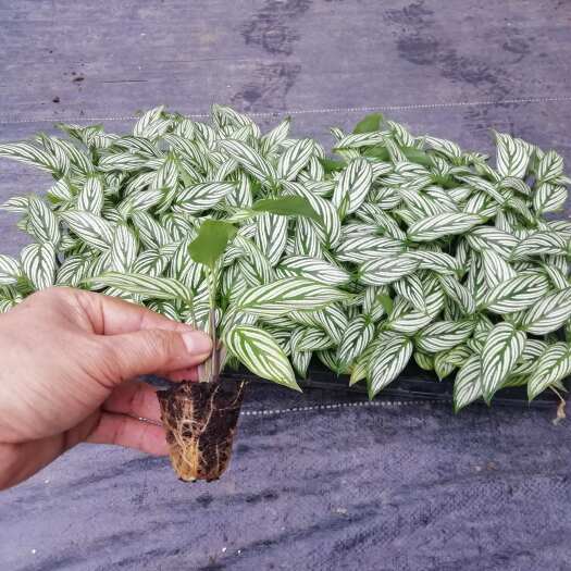 广州源头厂家办公居家绿植青纹竹芋组培穴盘苗园林花卉植物种苗批发