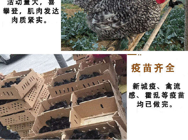 成年繁育五黑鸡 改良商品脱温黑羽鸡苗 饲养简单 个体大