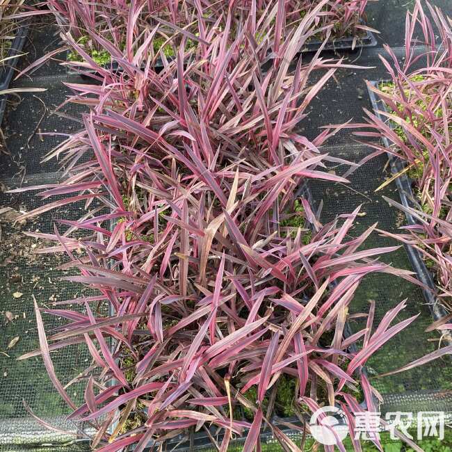 基地大量供应观赏植物 斗牛士（澳洲朱蕉）组培苗 园林花卉种苗