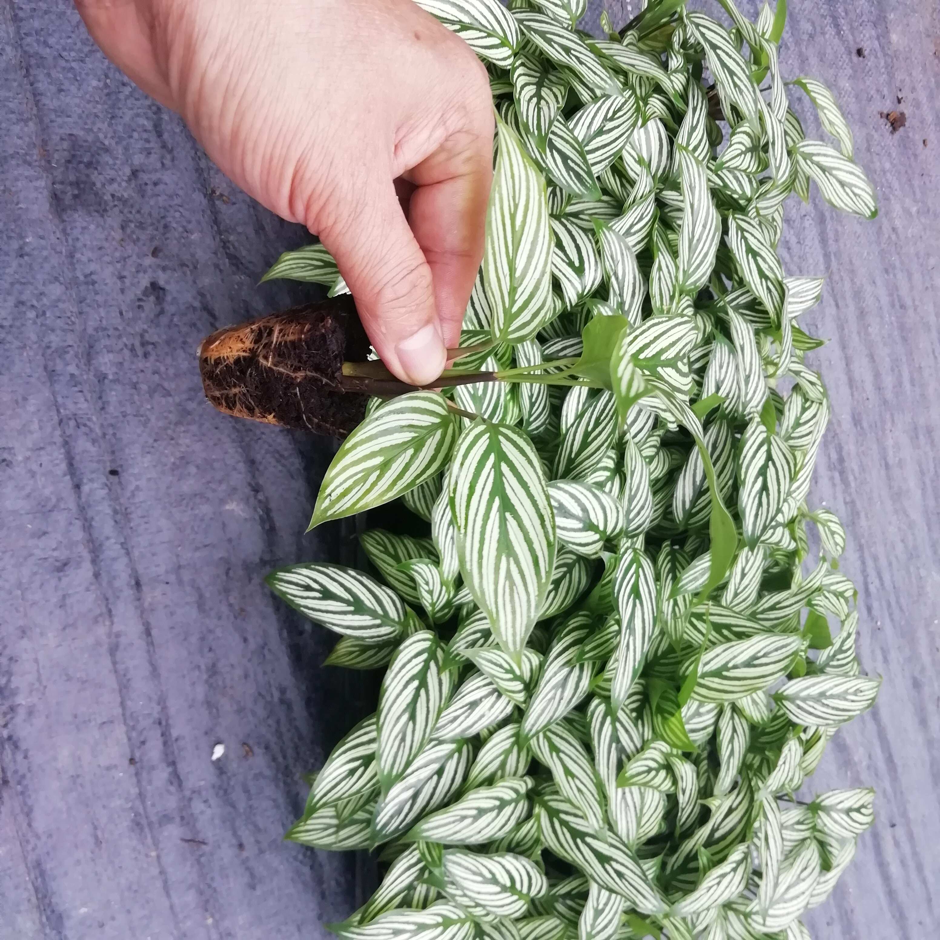 源头厂家办公居家绿植青纹竹芋组培穴盘苗园林花卉植物种苗批发
