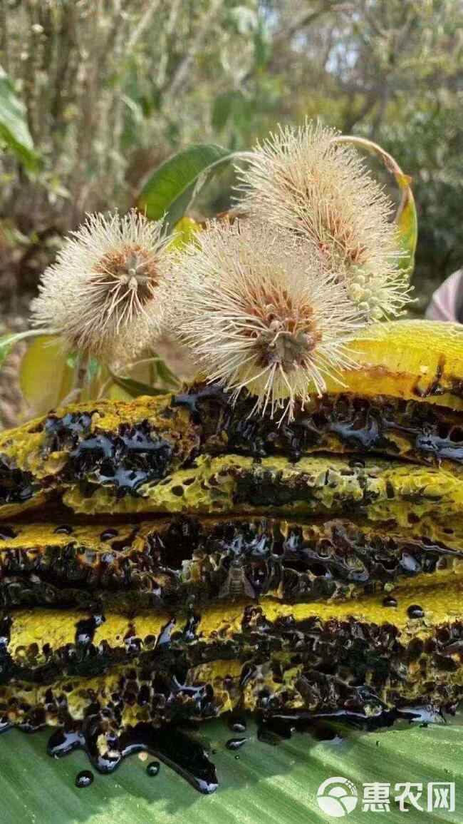 云南黑蜂蜜500克罐装高山成熟百花蜜米团花蜜天然花香蜜