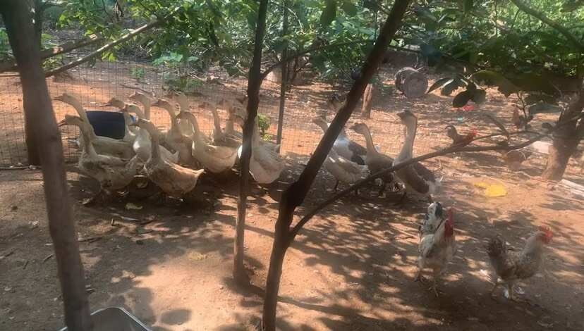 宜阳县老土鹅