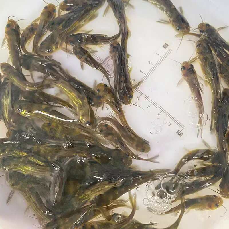 黃辣丁魚(yú)苗黃骨魚(yú)淡水養(yǎng)殖食用黃臘丁