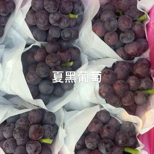 晋州市夏黑葡萄，河北夏黑葡萄，产地直发