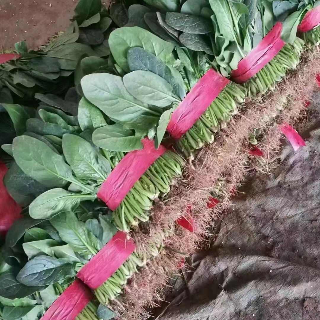 河北邯郸 新鲜菠菜 大叶菠菜 大量上市