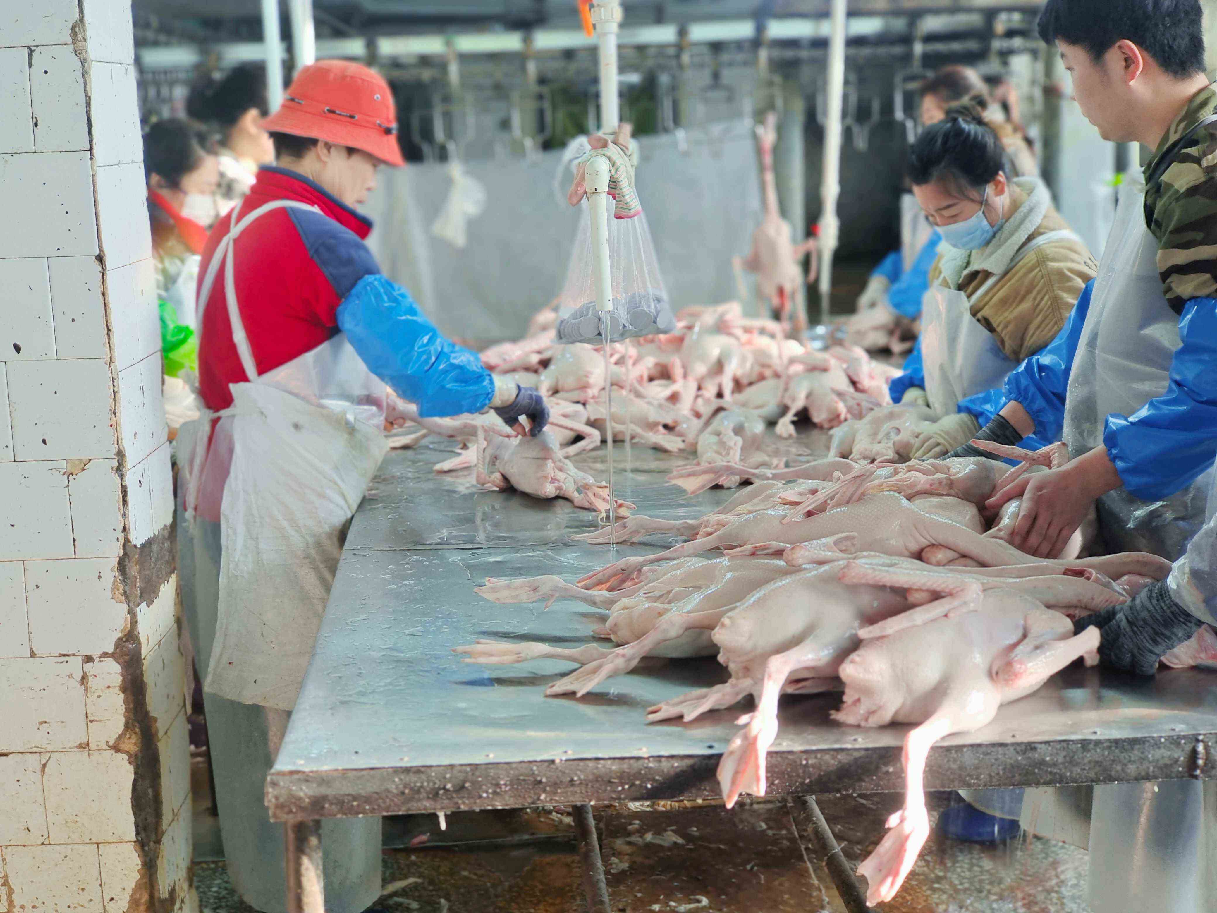 白条鹅，厂家直销，有需要可以直接来电话咨询一箱38斤净重