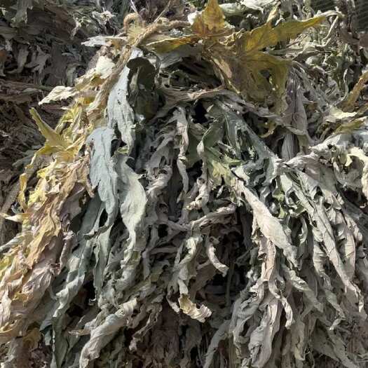 易门县洋蓟叶子大量出货有需要的老板们联系