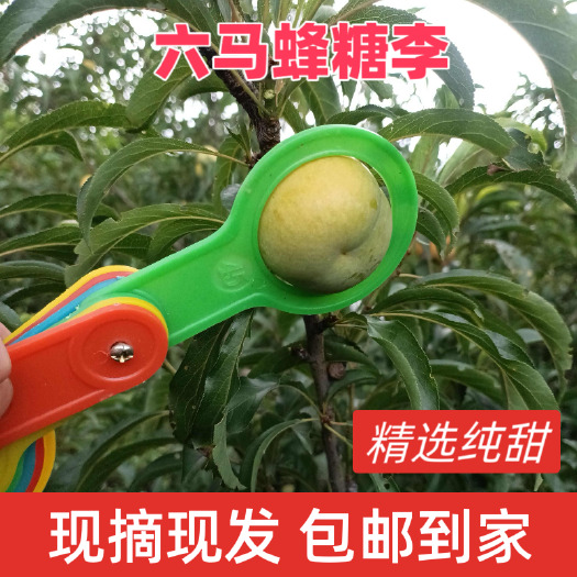 镇宁县六马蜂糖李，纯甜蜂糖李，现摘现发，精选礼盒包装包邮到家
