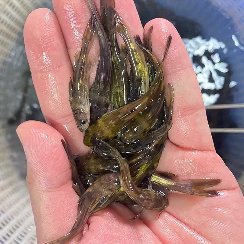 黃辣丁魚(yú)苗黃骨魚(yú)淡水養(yǎng)殖食用黃臘丁