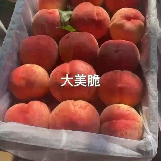 晋州市红不软毛桃，河北红不软毛桃，货源充足，价格合理