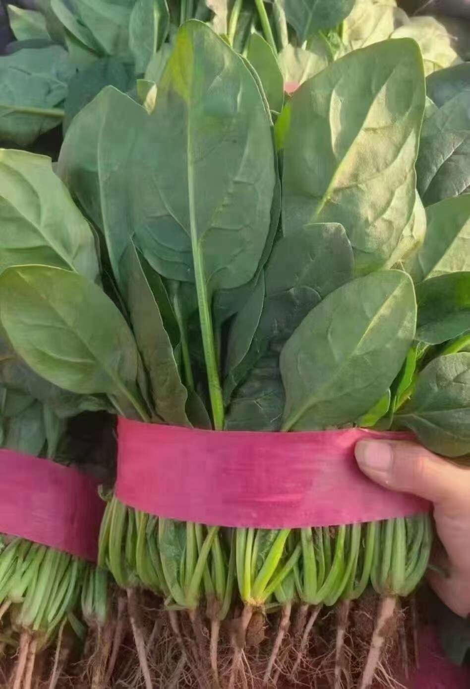 河北邯郸 新鲜菠菜 大叶菠菜 大量上市