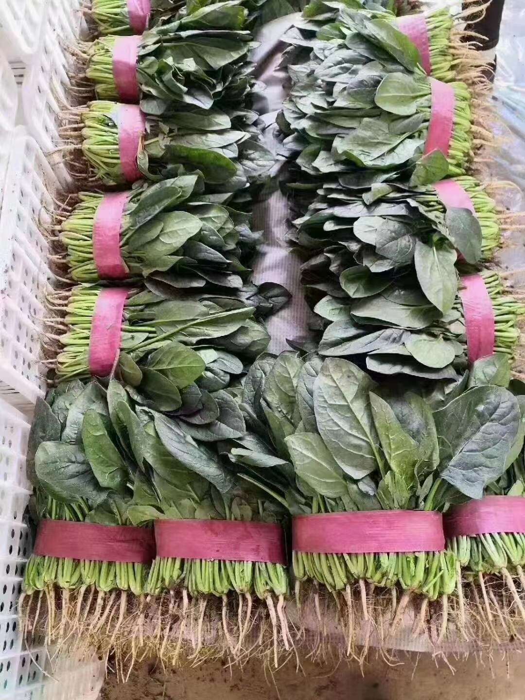 河北邯郸 新鲜菠菜 大叶菠菜 大量上市