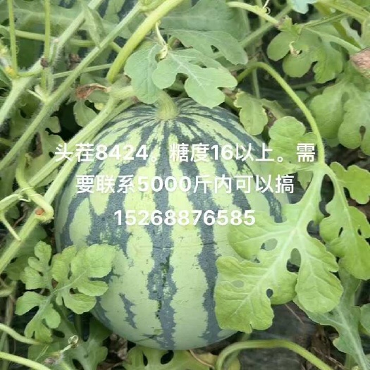 常州8424西瓜