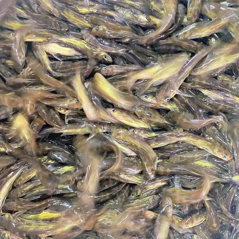 黃辣丁魚(yú)苗黃骨魚(yú)淡水養(yǎng)殖食用黃臘丁